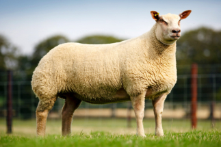 charolais-sheep